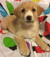 Nugget