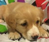 Nugget