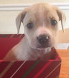 Lily - located in MA