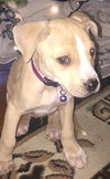 Lily - located in MA