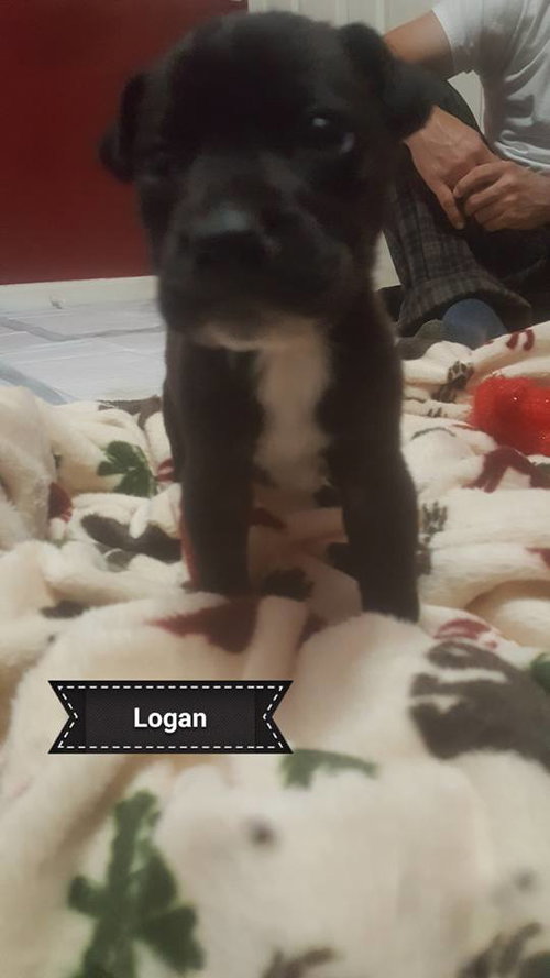 Logan