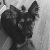 Rosie