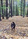 Rosie