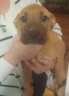 Lennox