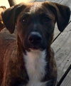 Bruno