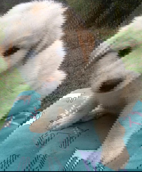 Shiloh