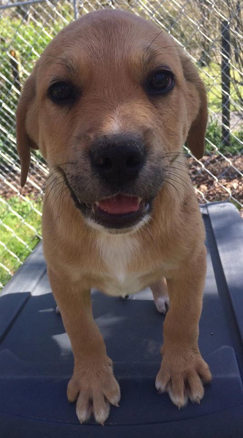 Rufus