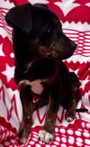 Roxy