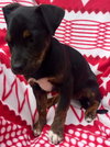 Roxy