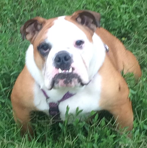 Amy