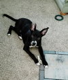 Buddy