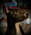 Buddy