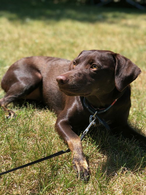 Lexi-located in Mansfield, MA