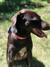 Lexi-located in Mansfield, MA