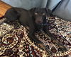 Lexi-located in Mansfield, MA