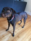 Lexi-located in Mansfield, MA
