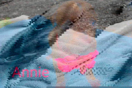 Annie