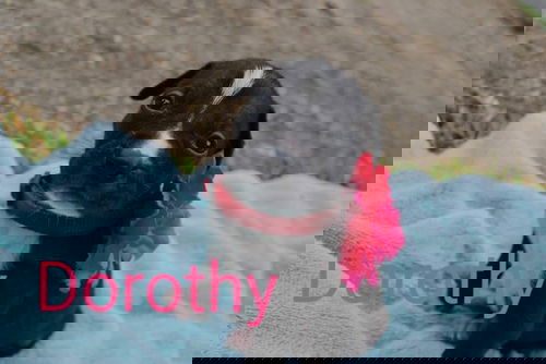 Dorothy