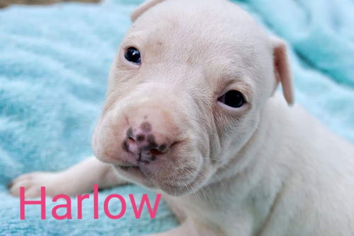 Harlow