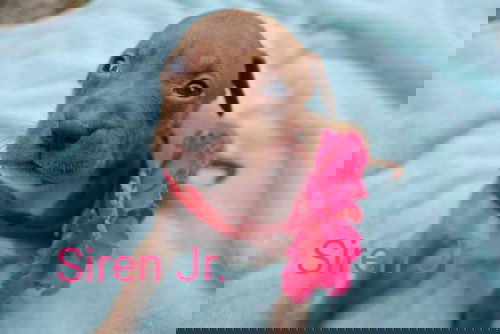 Siren Jr.