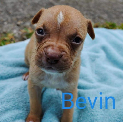 Bevin