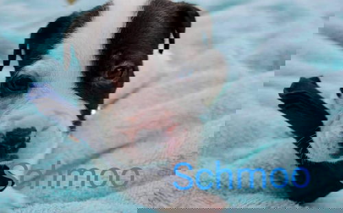 Schmoo