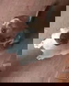 Andy