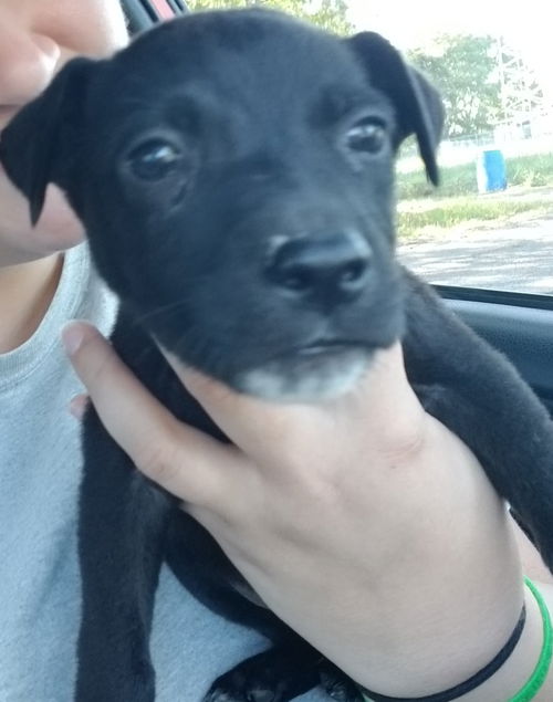 Arlo