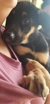 Riley