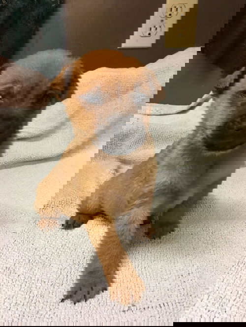 Li