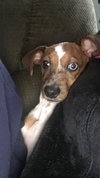 Ruger