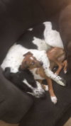 Ruger