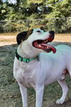 Rosco URGENT!