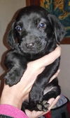 Lillian