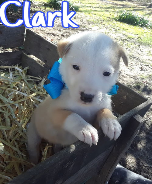 Clark