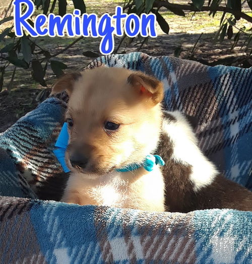 Remington