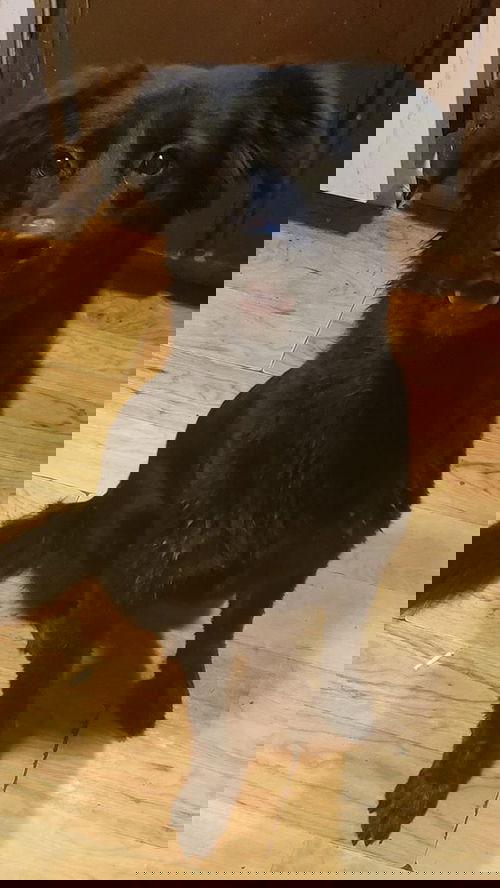 Letti