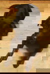 Letti