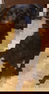 Letti