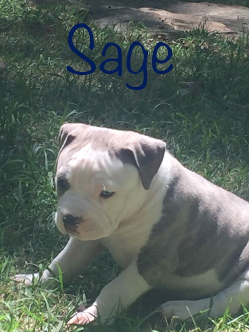 Sage