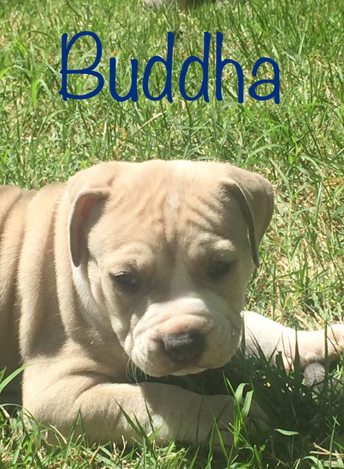 Buddha