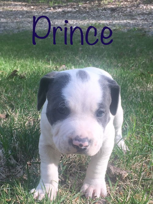 Prince