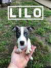 Lilo