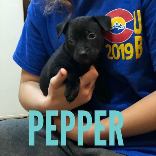 Pepper