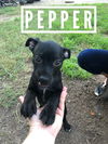 Pepper