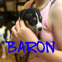 Baron