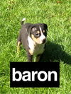 Baron