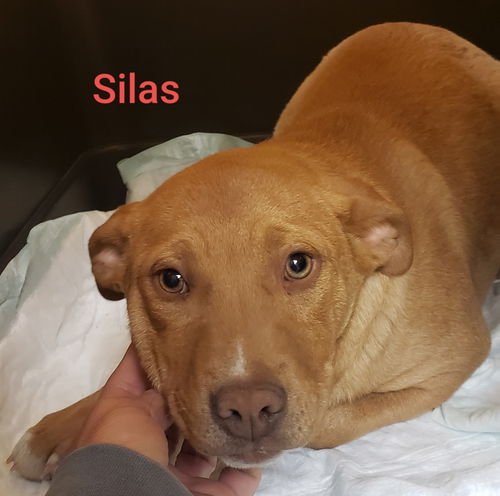 Silas