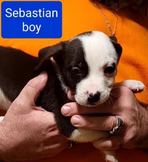 Sebastian