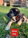 Atlas